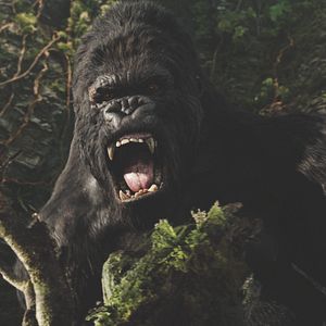 Photo King Kong