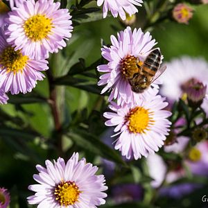 Photo Zéro Phyto 100% Bio