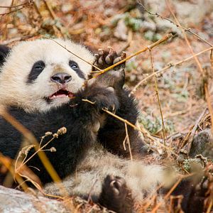 Photo Nés en Chine