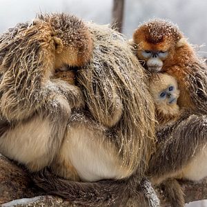 Photo Nés en Chine
