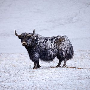 Photo Nés en Chine