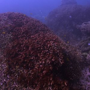Photo Chasing Coral
