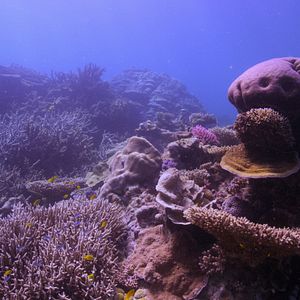 Photo Chasing Coral