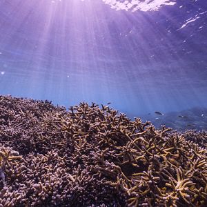 Photo Chasing Coral