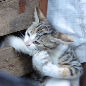 Photo Kedi - Des chats et des hommes