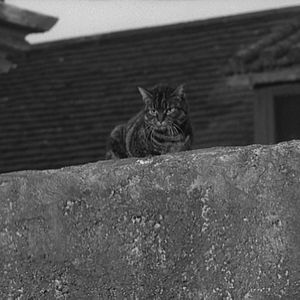 Photo Le spectre du chat