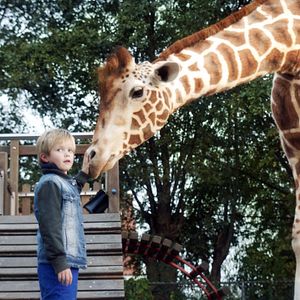Photo Raf, ma Girafe