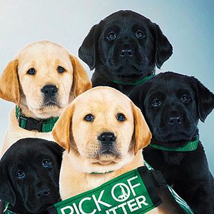 Photo Pick of the Litter