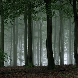 Photo Et l'homme créa la chasse