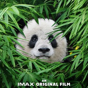 Photo Pandas