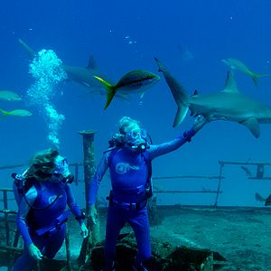 Photo Wonders of the Sea 3D