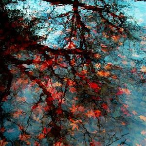 Photo Red Trees