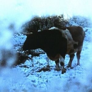 Photo Oxen