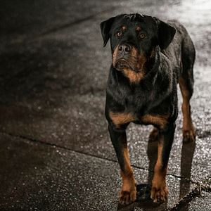 Photo Le Dog Show
