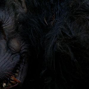 Photo Primal Rage