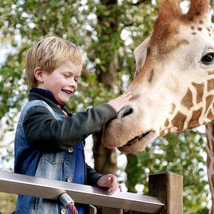 Photo Raf, ma Girafe