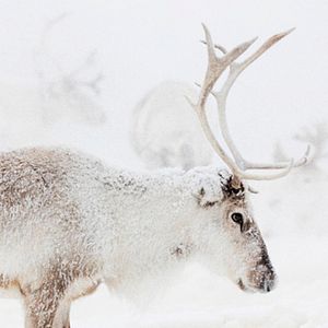 Photo Aïlo : une odyssée en Laponie