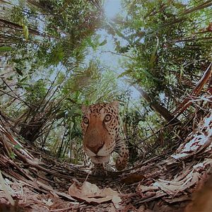 Photo The Wild Immersion