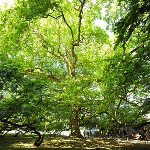 Photo Les Arbres Remarquables, un patrimoine à protéger