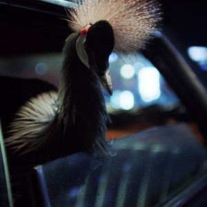 Photo Nuit magique