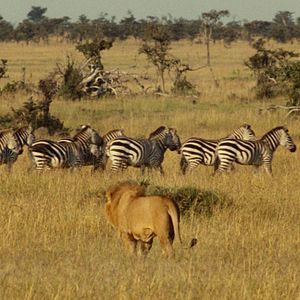 Photo La Griffe et la dent