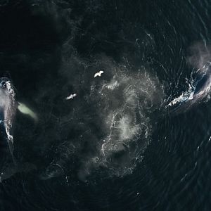 Photo La Baleine & le corbeau