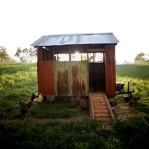 Photo Tout est possible (The biggest little farm)