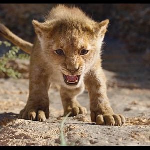 Photo Le Roi Lion