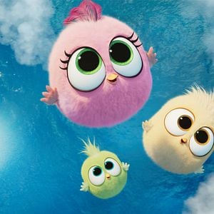 Photo Angry Birds : Copains comme cochons