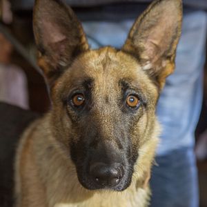 Photo Shepherd: The Story of a Jewish Dog