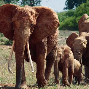 Photo The Elephant Queen