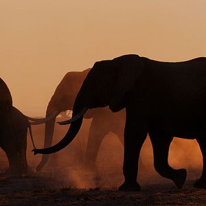 Photo The Elephant Queen