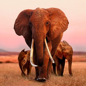Photo The Elephant Queen