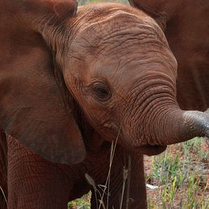Photo The Elephant Queen