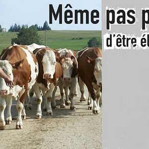 Photo Même pas peur… d’être éleveur