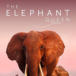 Photo The Elephant Queen