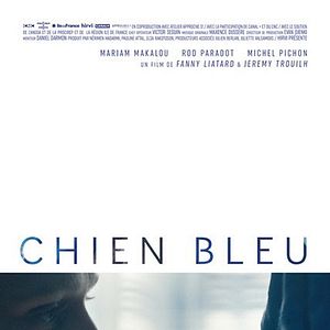 Photo Chien bleu