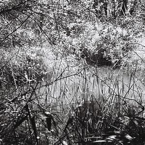 Photo Woods & Waters