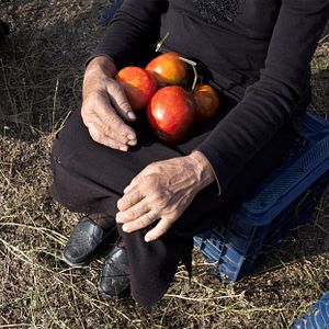 Photo Quand les tomates rencontrent Wagner