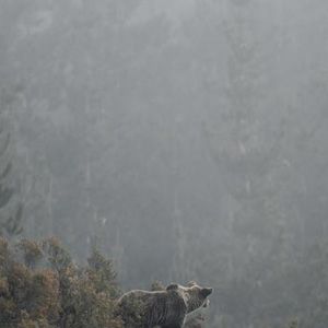 Photo Ours simplement sauvage