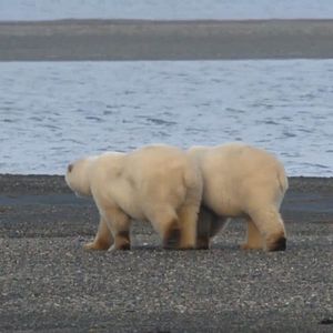 Photo Alaska, Survie avec les ours