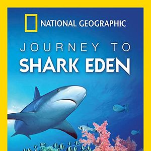 Photo Le paradis des requins