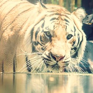 Photo Jeux des gros chats