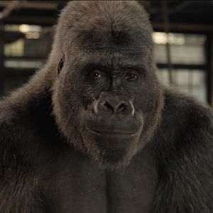 Photo Le Seul et unique Ivan