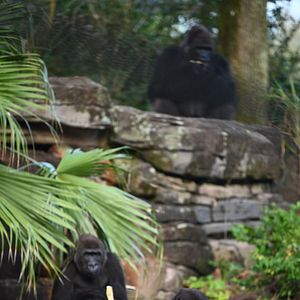 Photo Au cœur de Disney’s Animal Kingdom