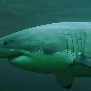 Photo La Saison des requins
