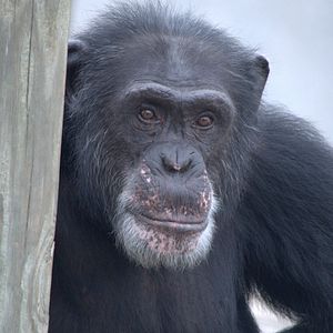 Photo Rencontre avec les chimpanzés