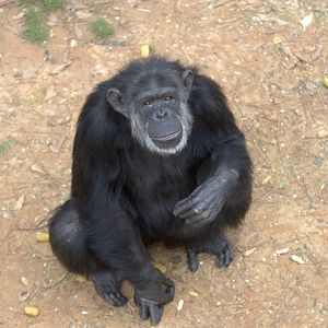 Photo Rencontre avec les chimpanzés