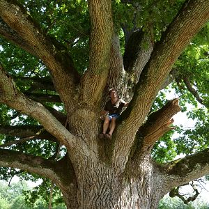Photo Arbres et forêts Remarquables, un univers à explorer