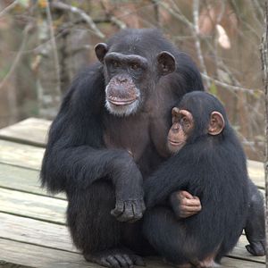 Photo Rencontre avec les chimpanzés